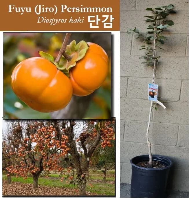 각종 과일나무 있습니다.
					무빙세일
					Los Angeles