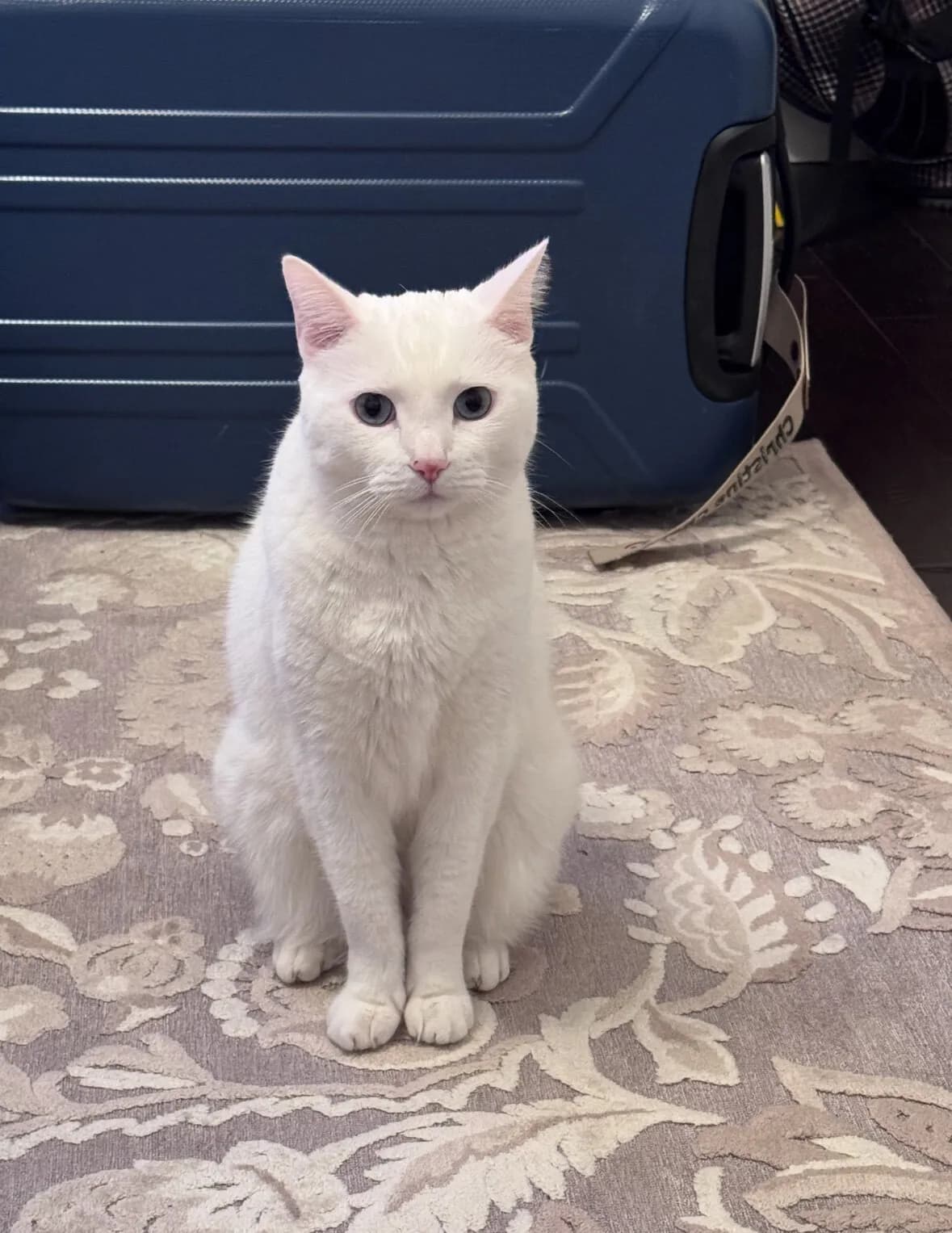고양이 입양해주십시요
					기타
					Glendale