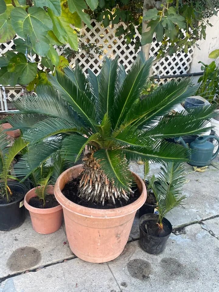 소철 화초 팝니다
					기타
					한인타운 윌셔 크렌샤