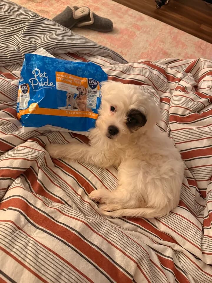 말티푸 여자아이
					기타
					La 한인타운