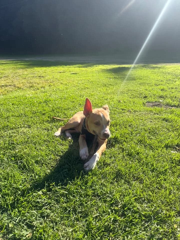 5개월된 강아지 puppy 분양합니다.
					기타
					Los Angels