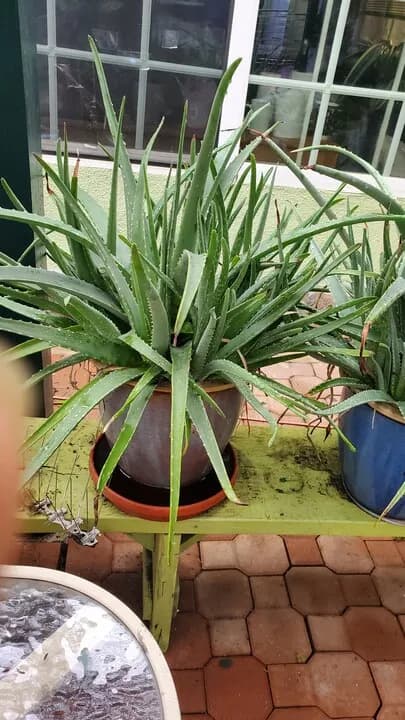 파킬라 화초 팝니다
					기타
					한인타운 윌셔 크렌샤