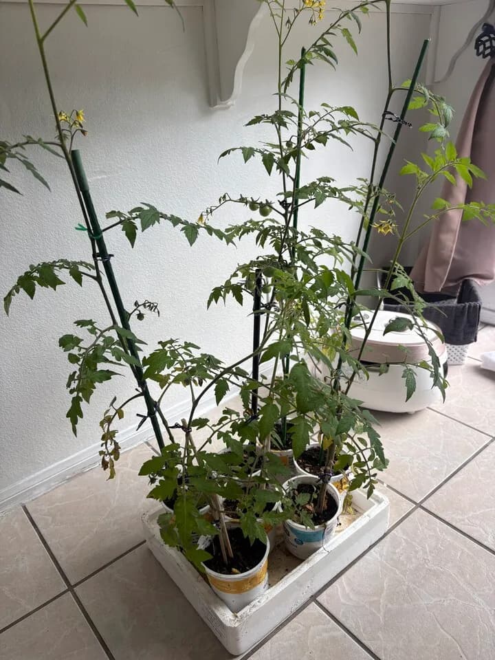 토마토 모종과 상추모종
					무빙세일
					Irvine