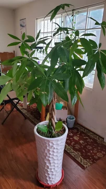 파키라화초 팝니다
					기타
					한인타운 윌셔 크렌샤