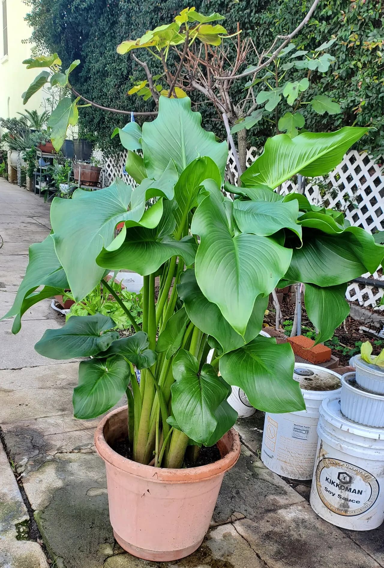 칼라 화초 팝니다
					기타
					한인타운 윌셔 크렌샤