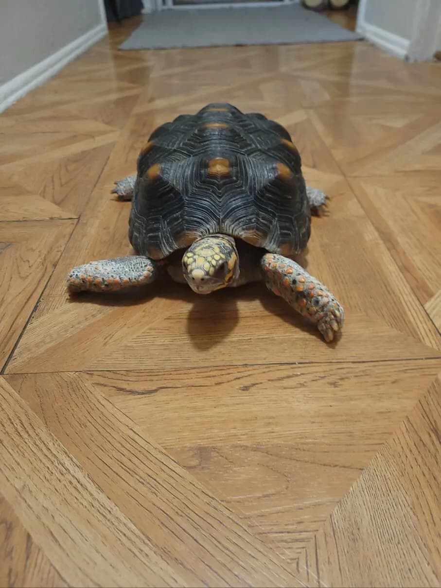 레오파드 육지거북이 책임분양 합니다
					기타
					Los Angeles (한타)