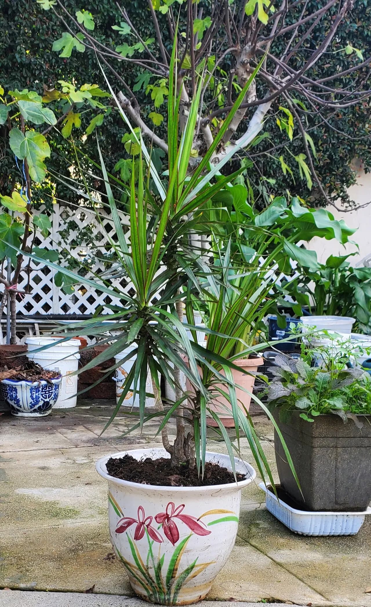 드라세나 화초 팝니다
					기타
					한인타운 윌셔 크렌샤