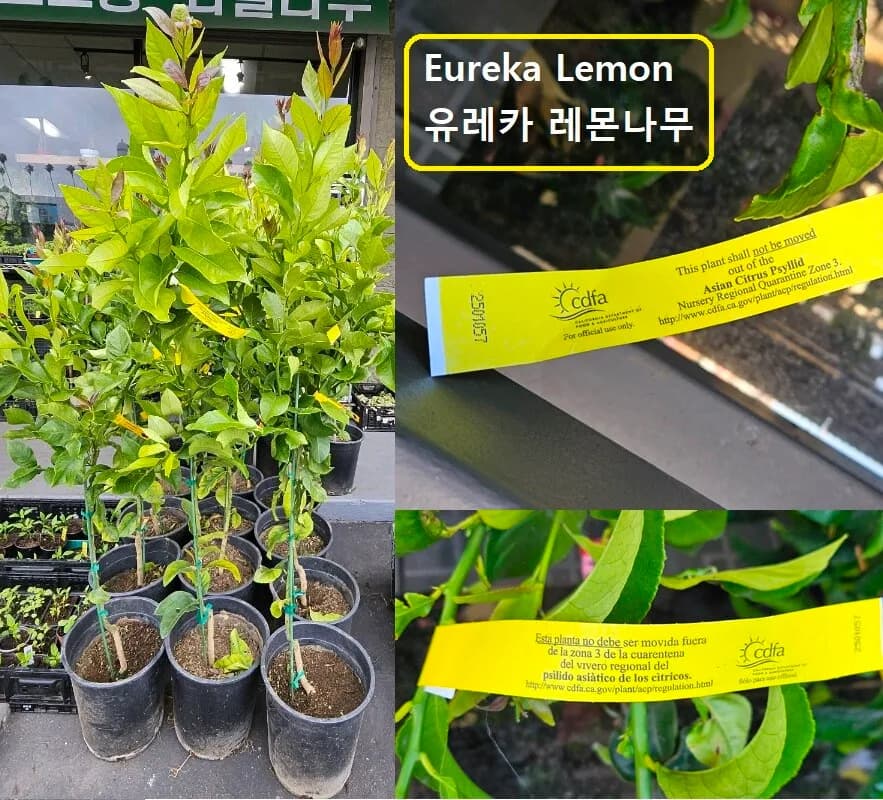 각종 감귤종류 Citrus tree 있습니다.
					무빙세일
					Los Angeles