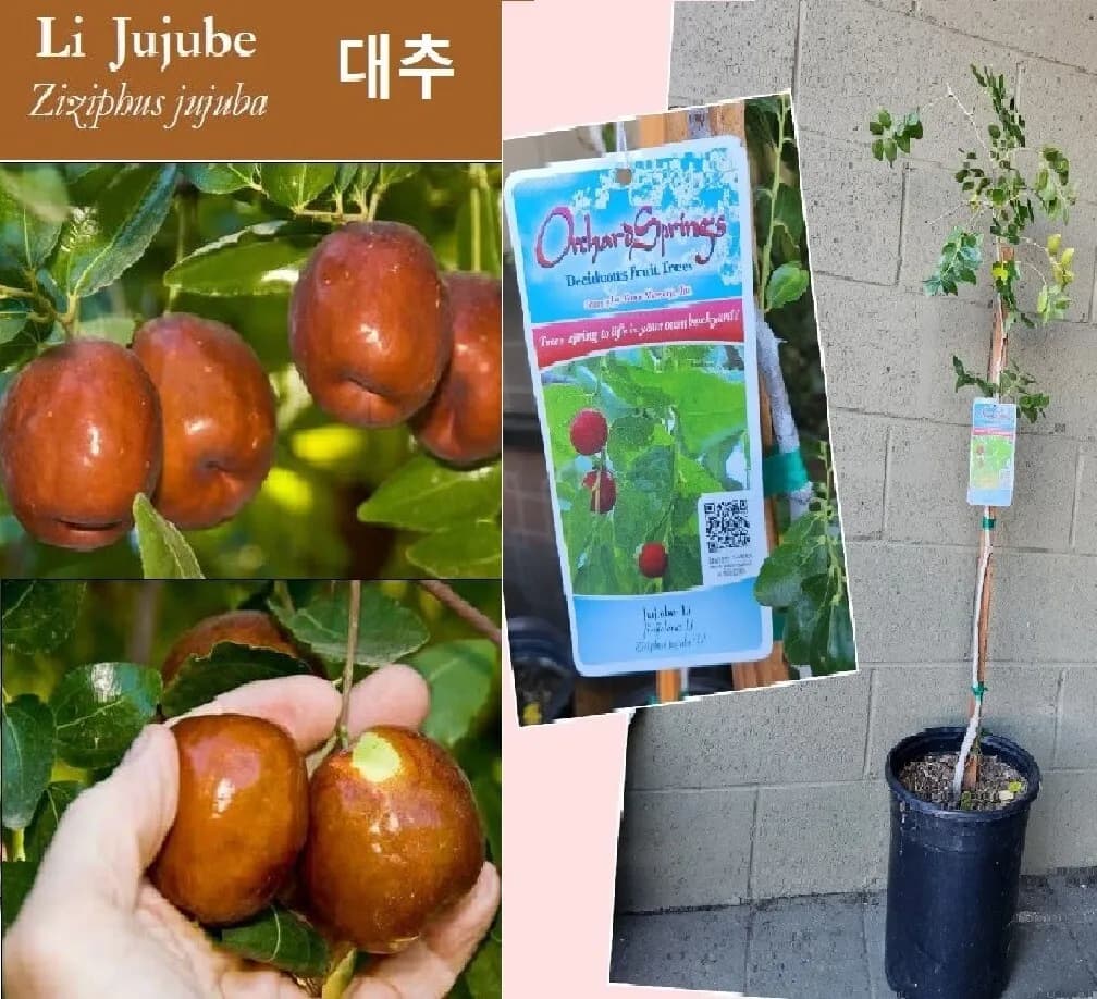 각종 과일나무 있습니다.
					무빙세일
					Los Angeles