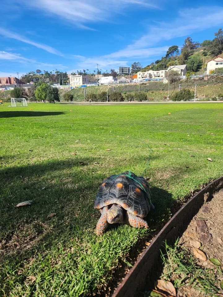 레오파드 거북이 분양합니다
					기타
					한타 (los Angeles)