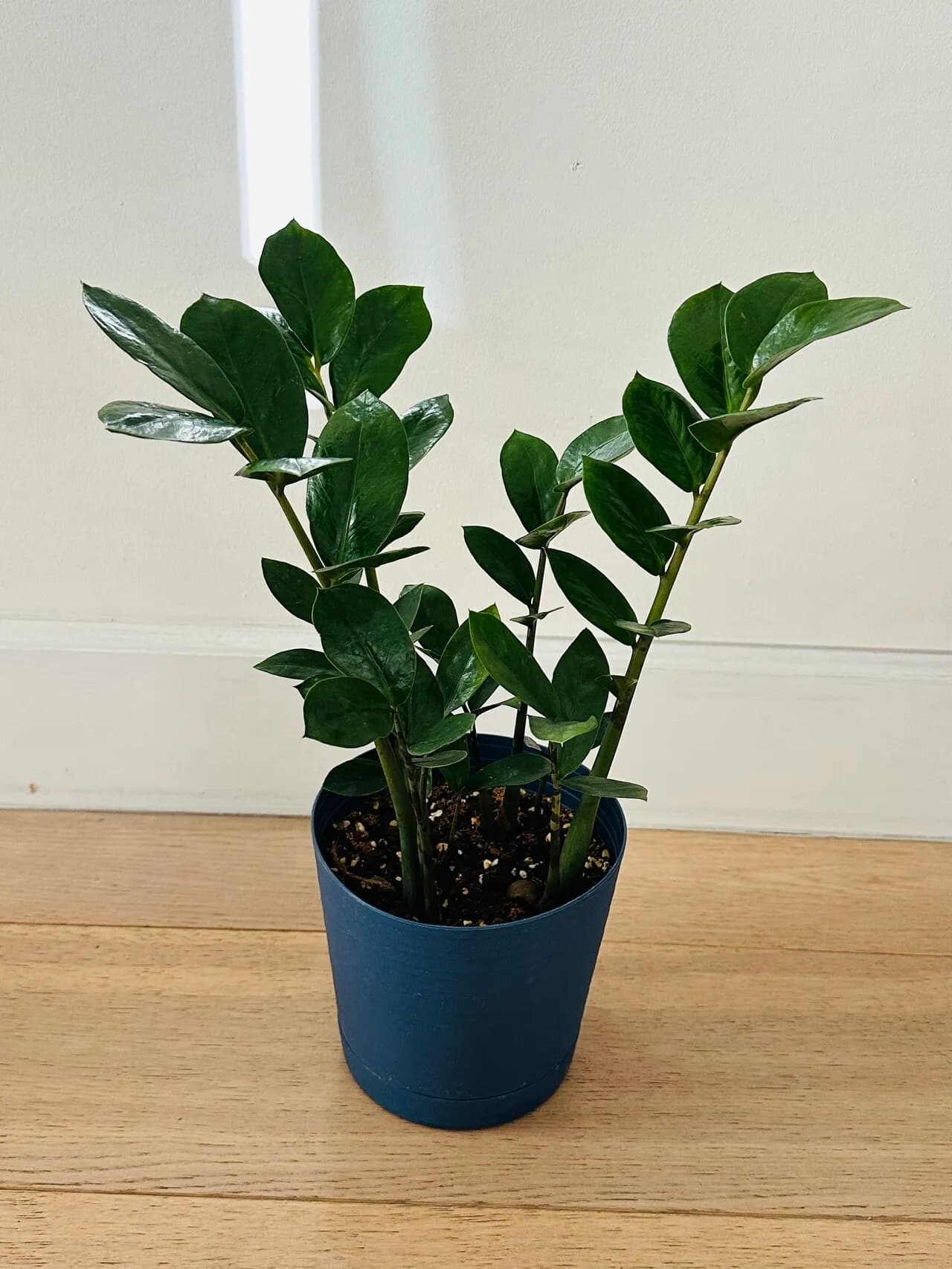 키우기 쉬운 공기정화화초 시리즈
					기타
					Los Angeles