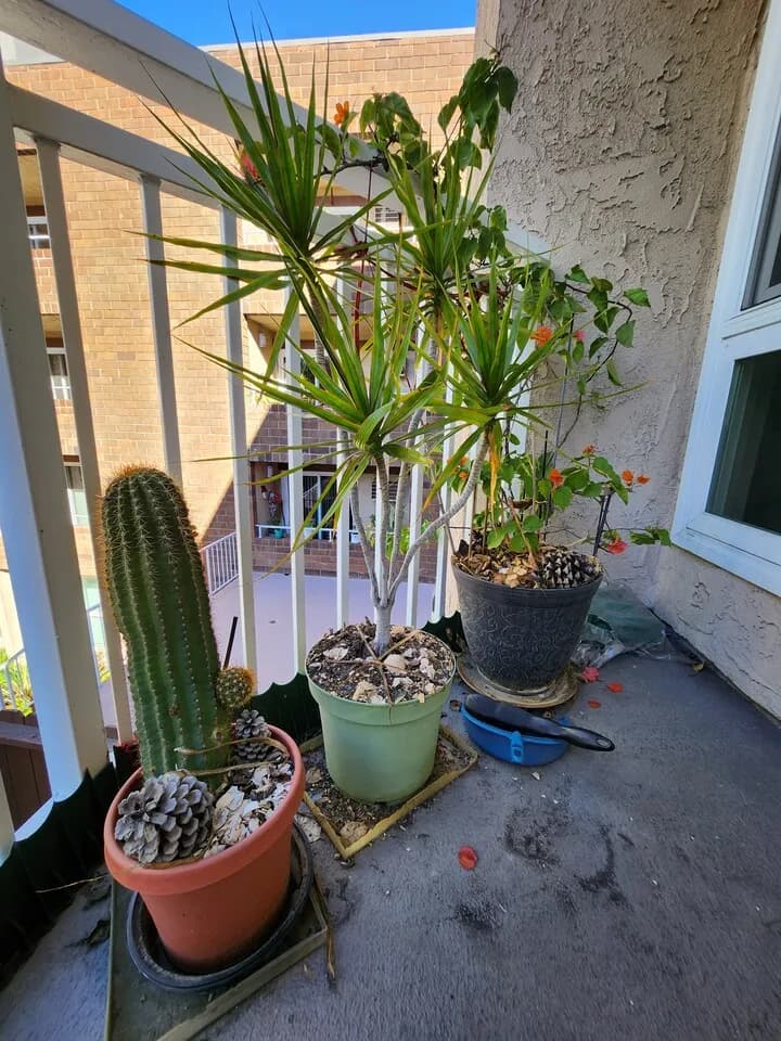 선인장
					기타
					엘에이