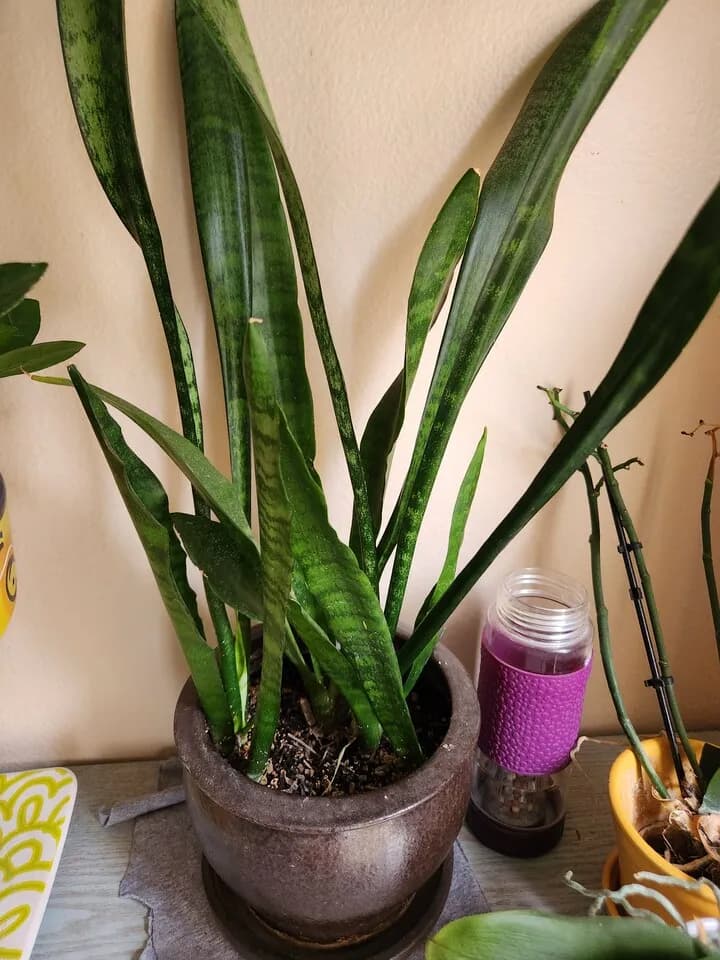 실내식물
					기타
					세리토스엘에이