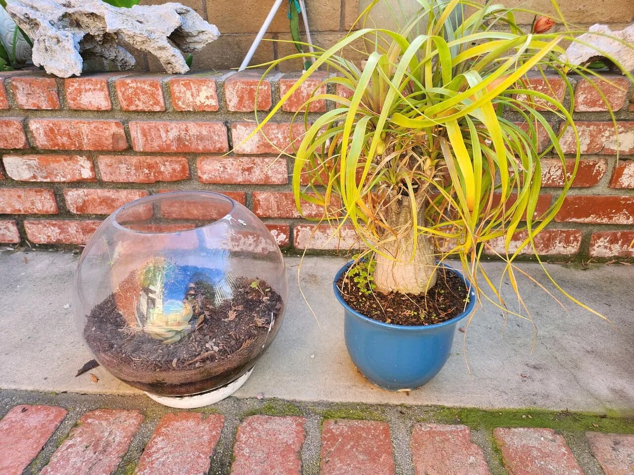 선인장
					기타
					엘에이