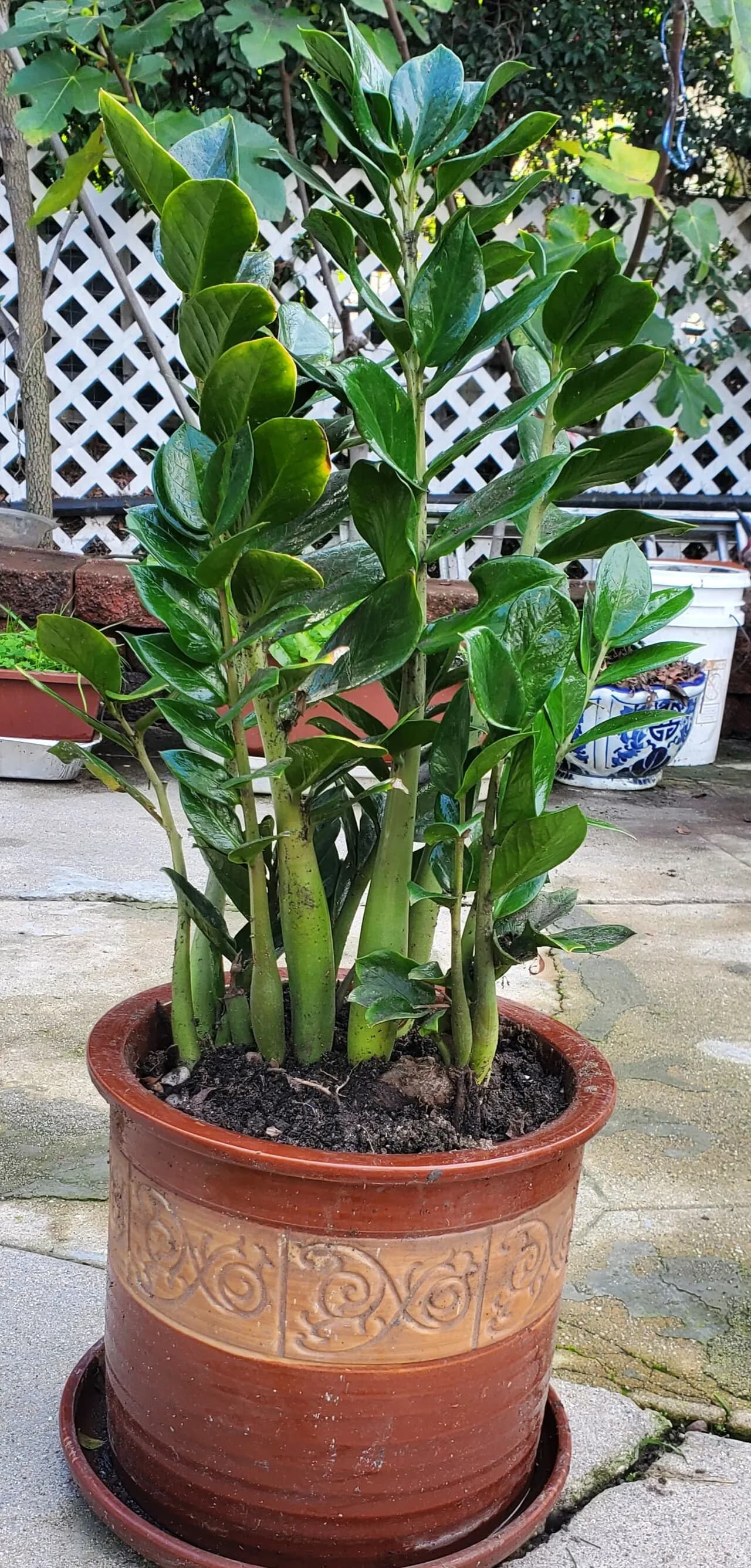 금전수 화초 팝니다
					기타
					한인타운 윌셔 크렌샤