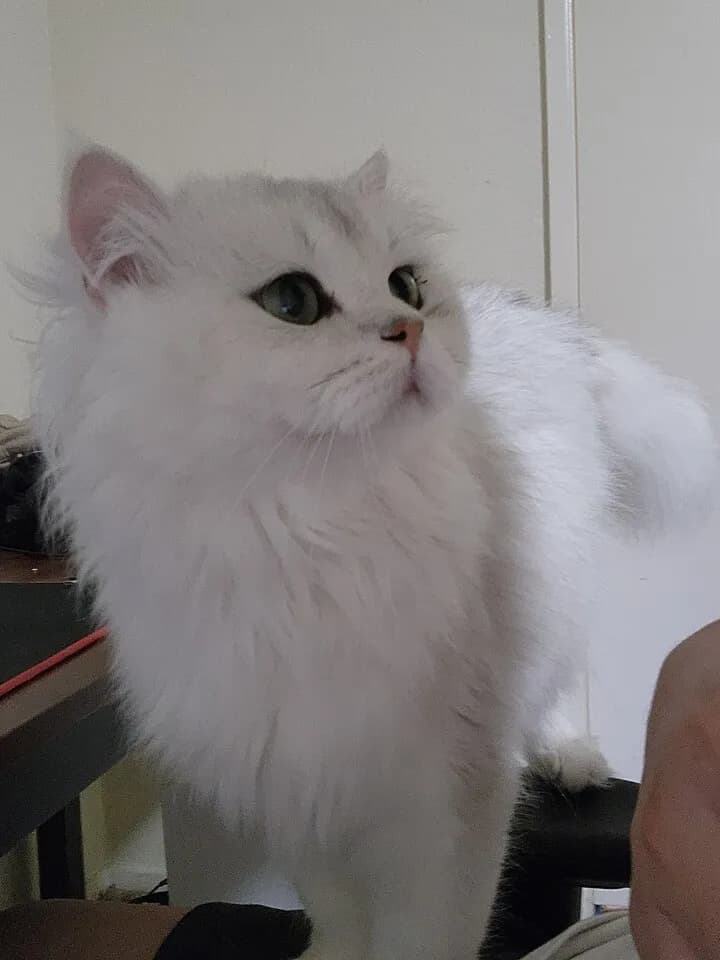 고양이 분양합니다
					기타
					Los Angeles