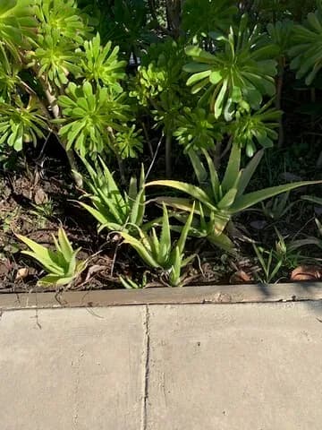 알로에 화초 , 형광등
					기타
					Los Angeles