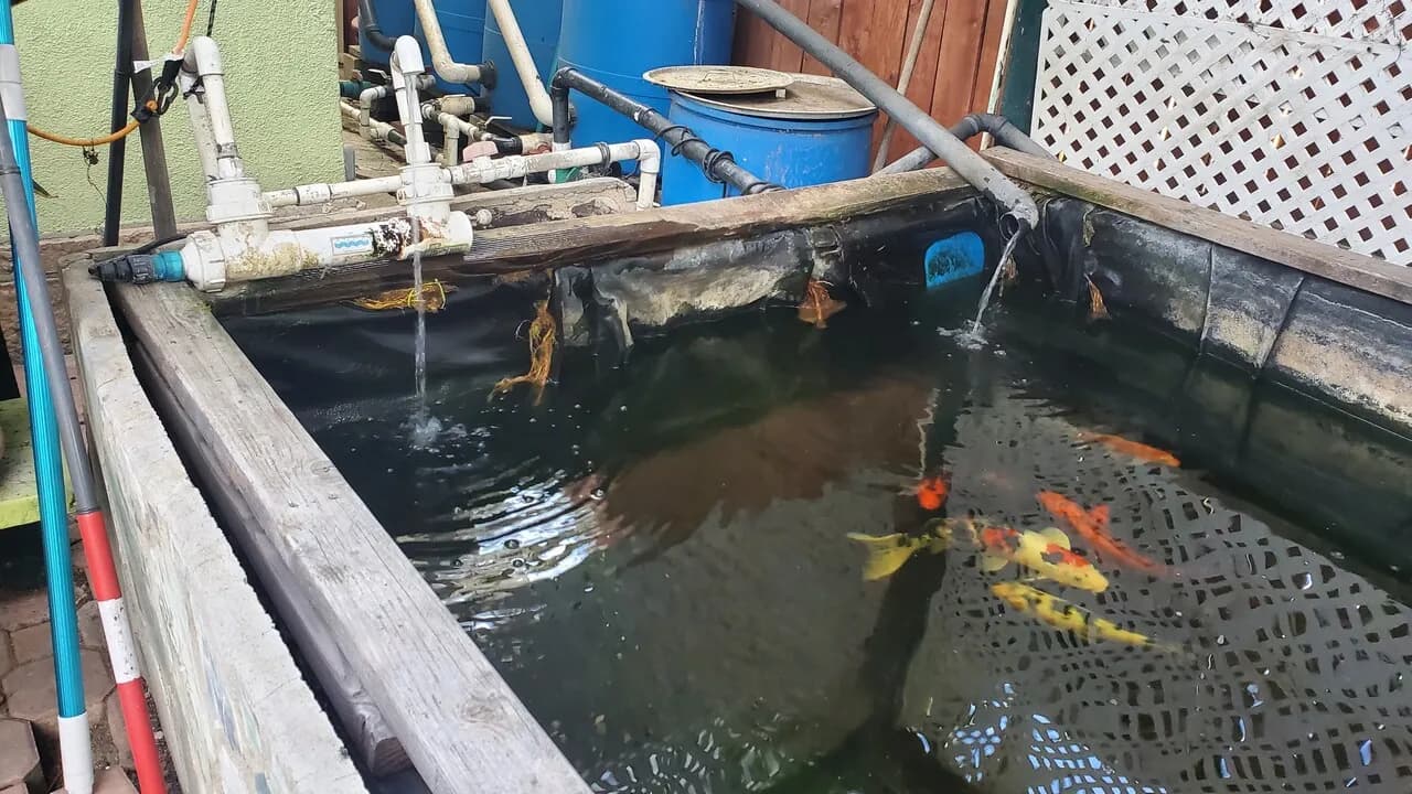 잉어 팝니다
					기타
					한인타운 윌셔 크렌샤