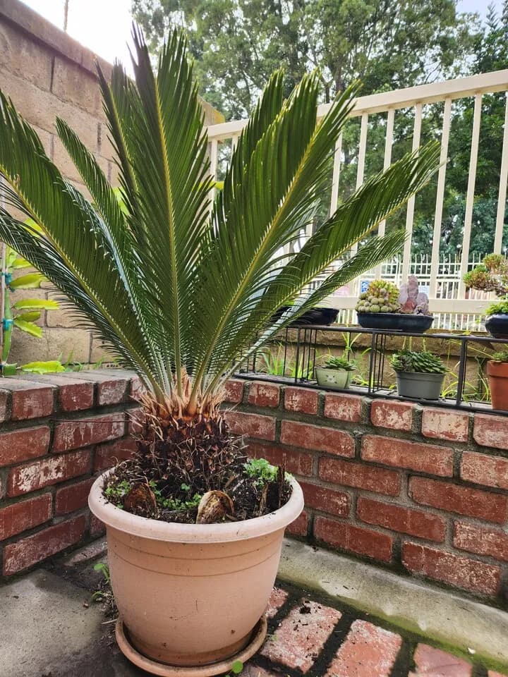 소철선인장
					기타
					세리토스