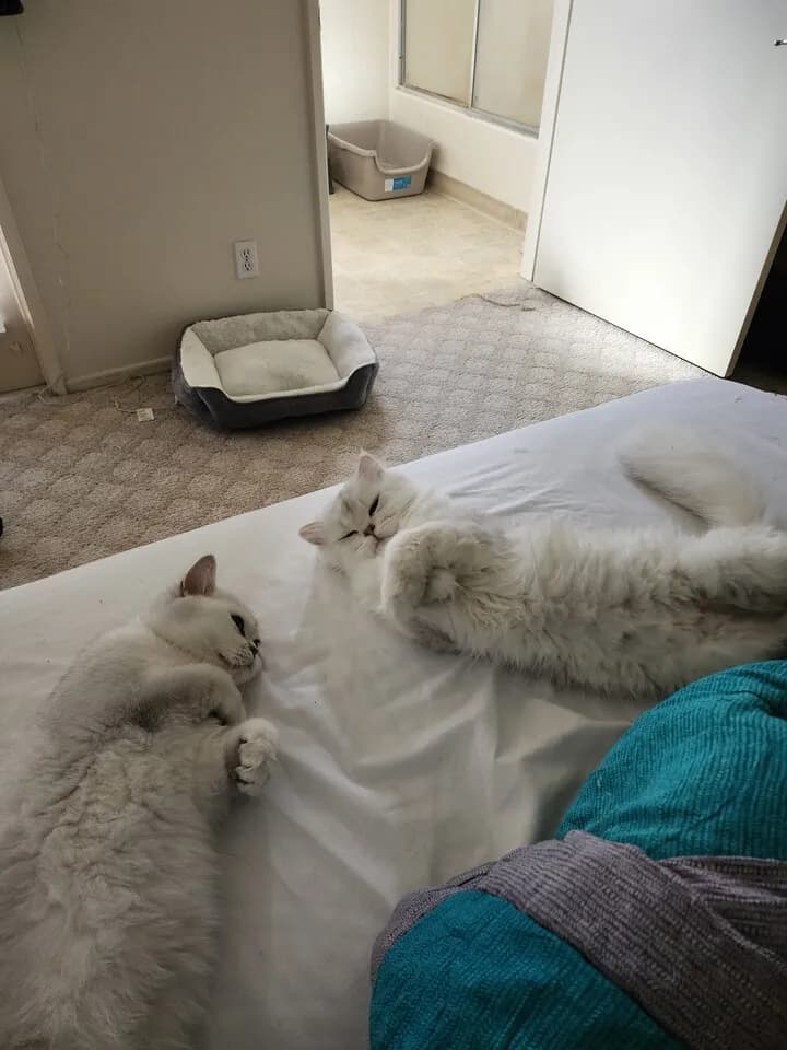 고양이 분양합니다
					기타
					Los Angeles