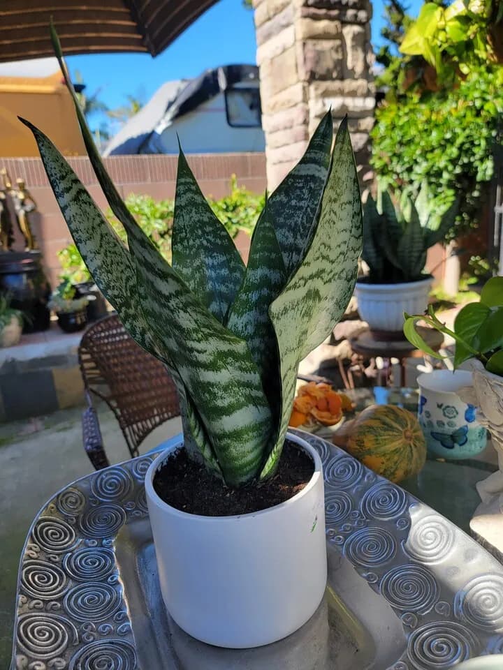 화초
					기타
					가든그로브