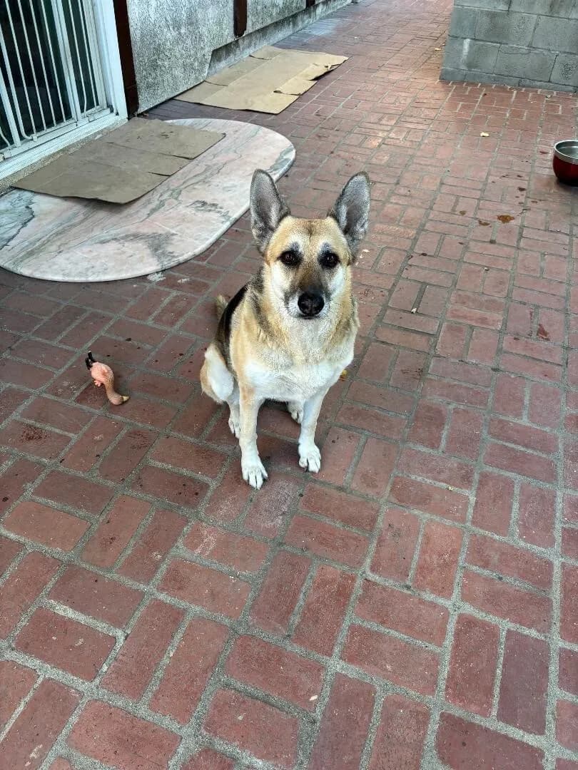 GERMAN SHEPPERD 무료 입양 하실분 찿읍니다
					기타
					La Crescenta