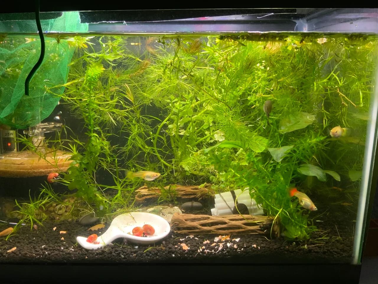 구피 팝니다
					무빙세일
					Los Angeles