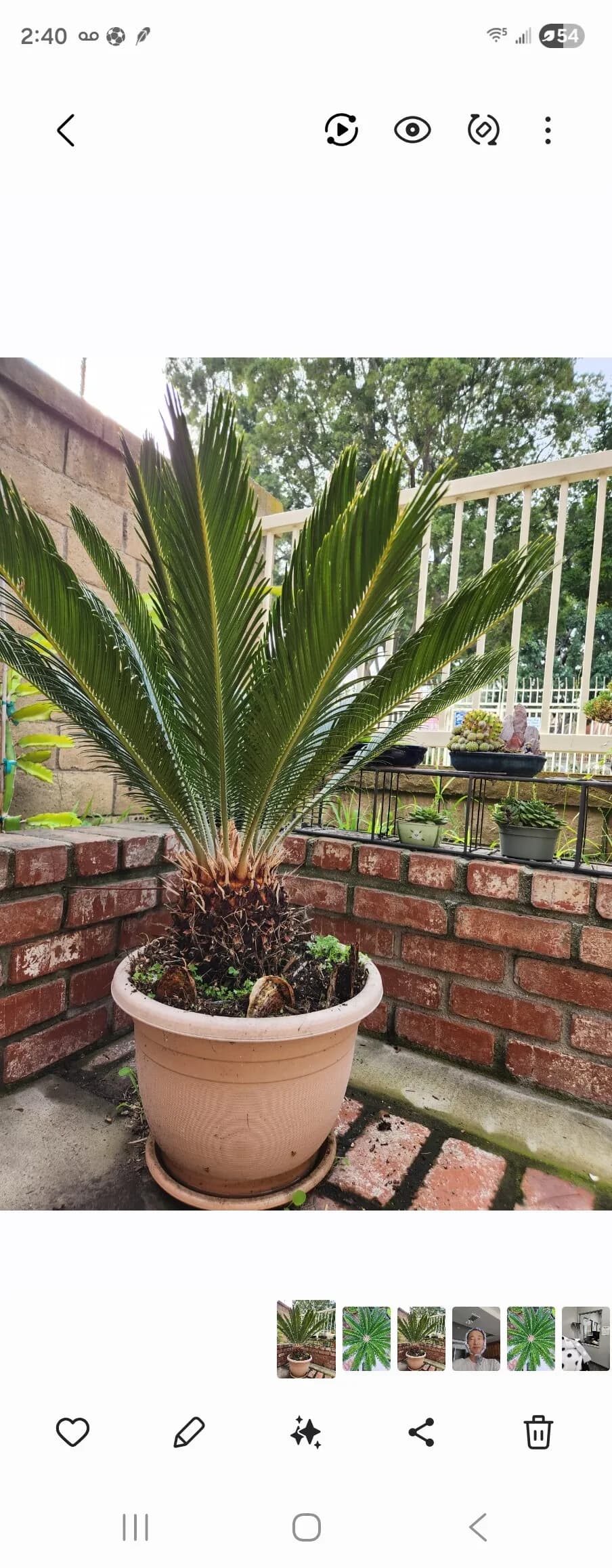 소철
					기타
					세리토스