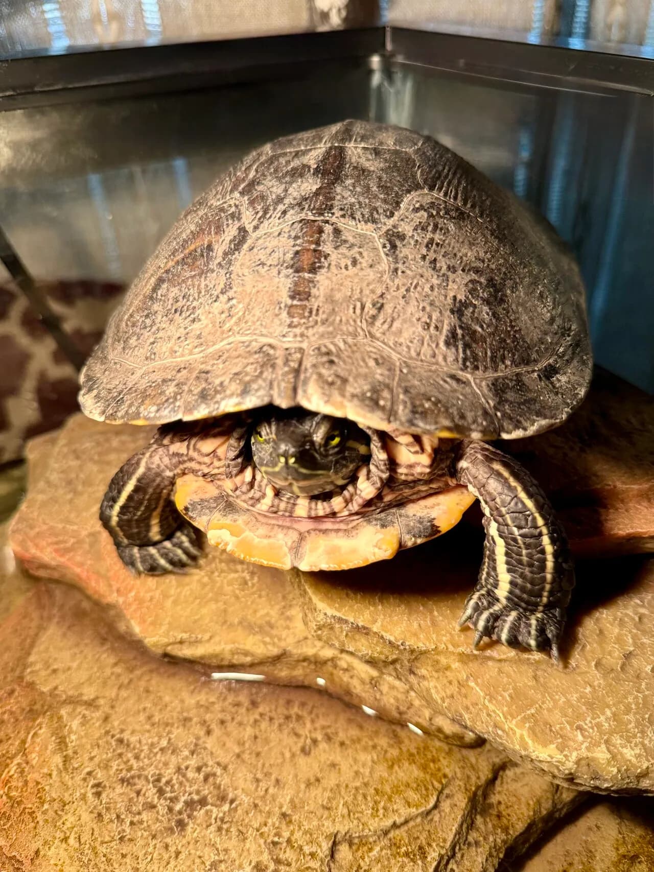 어항과 함께 빨간귀 거북이 금붕어 입양 보냅니다.
					기타
					Hacienda Heigjts