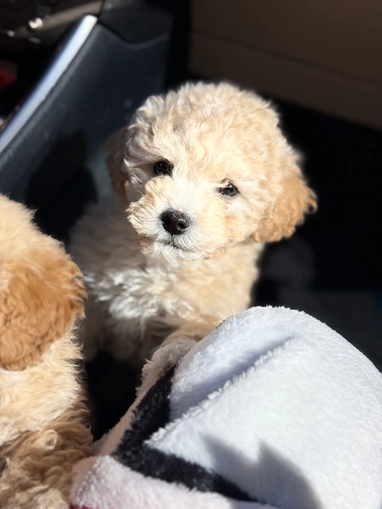 3개월 미니푸들
					기타
					Anaheim