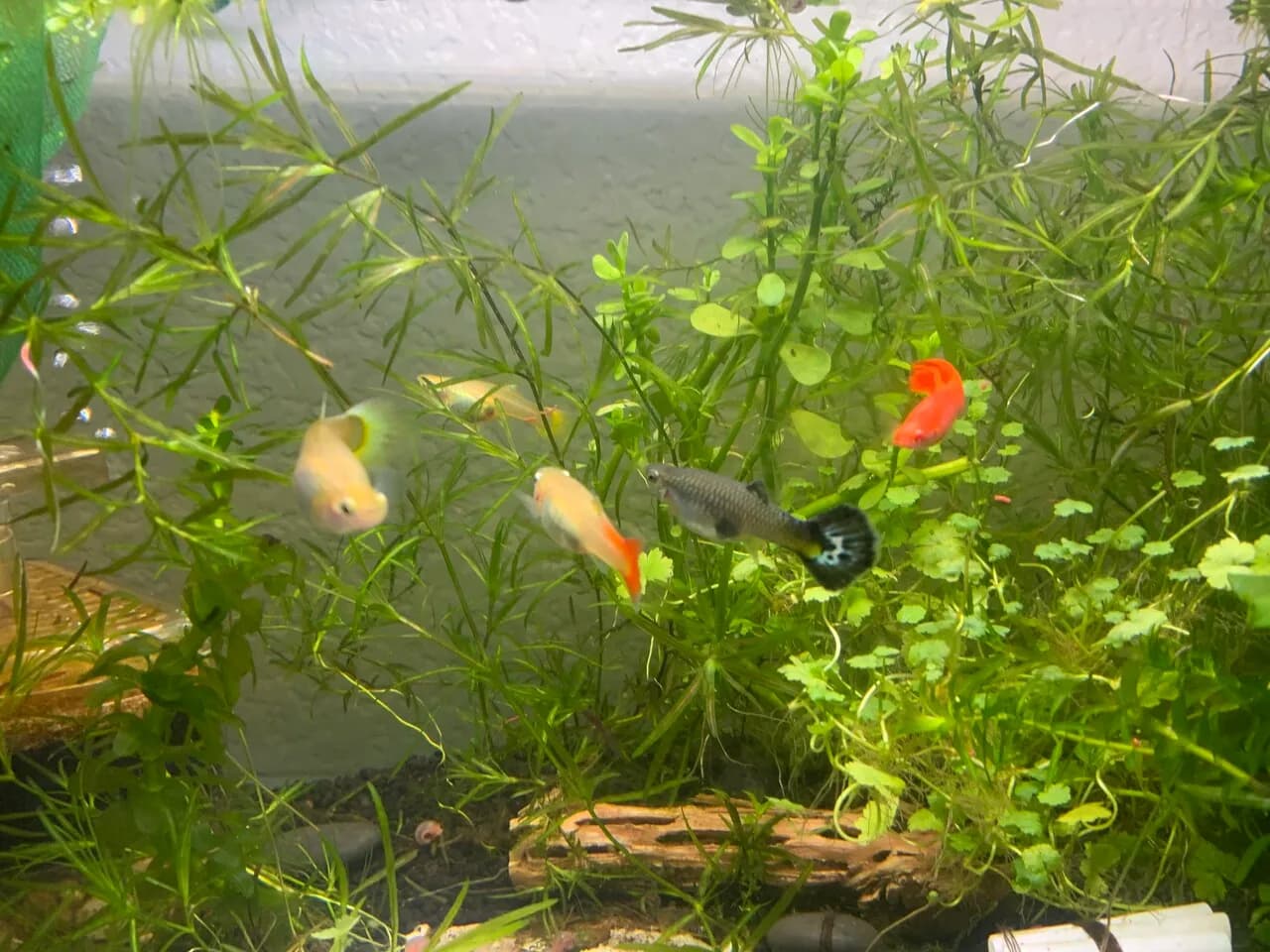 구피 가족 저렴하게 분양해요 (성어 5 + 치어 10마리 )- $3
					무빙세일
					LA