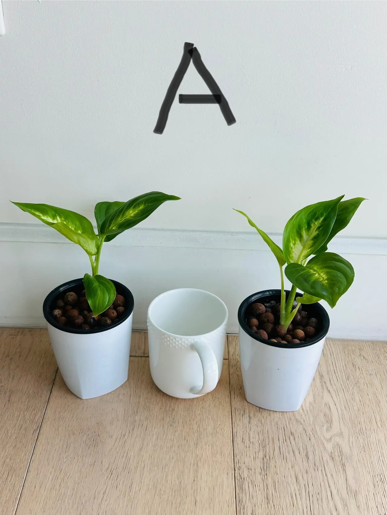 왕초보도 걱정없이 키우는 공기정화화초 시리즈
					기타
					Los Angeles