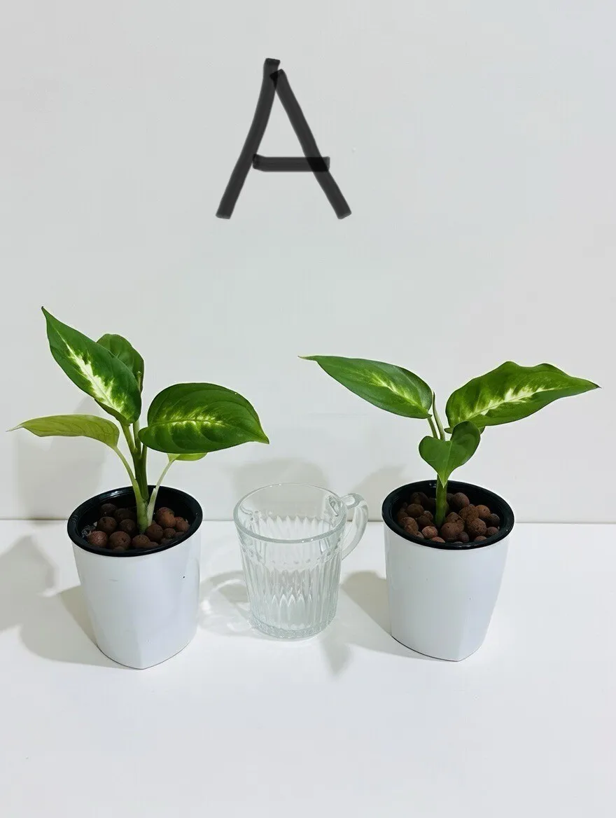 수경으로 키우는 공기정화화초 시리즈
					기타
					Los Angeles