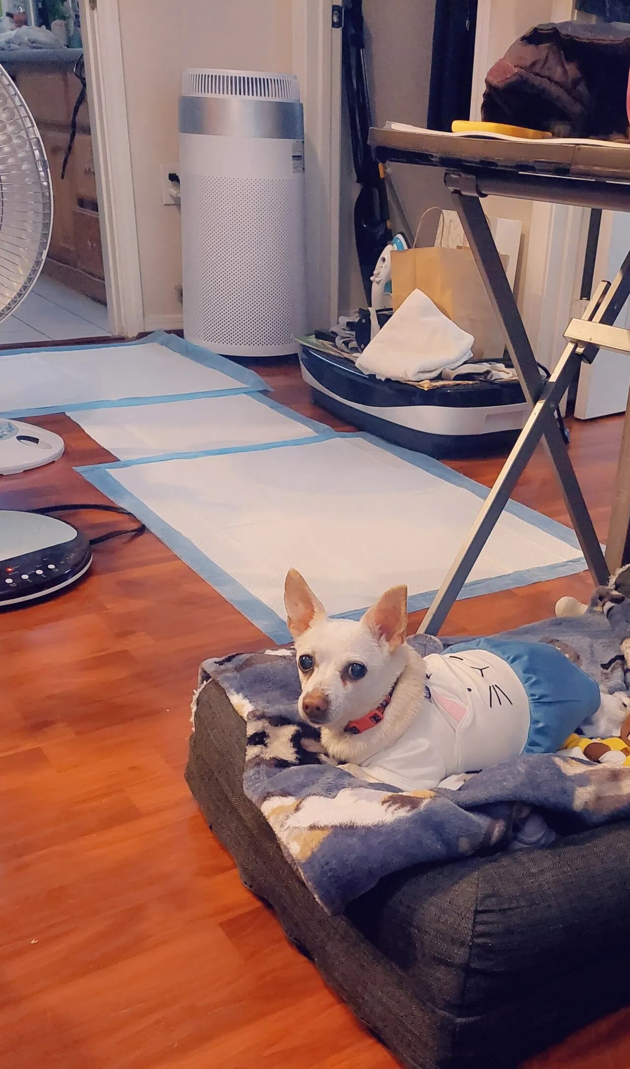 강아지 키워주실 분 연락 부탁드려요.
					기타
					Los Angeles