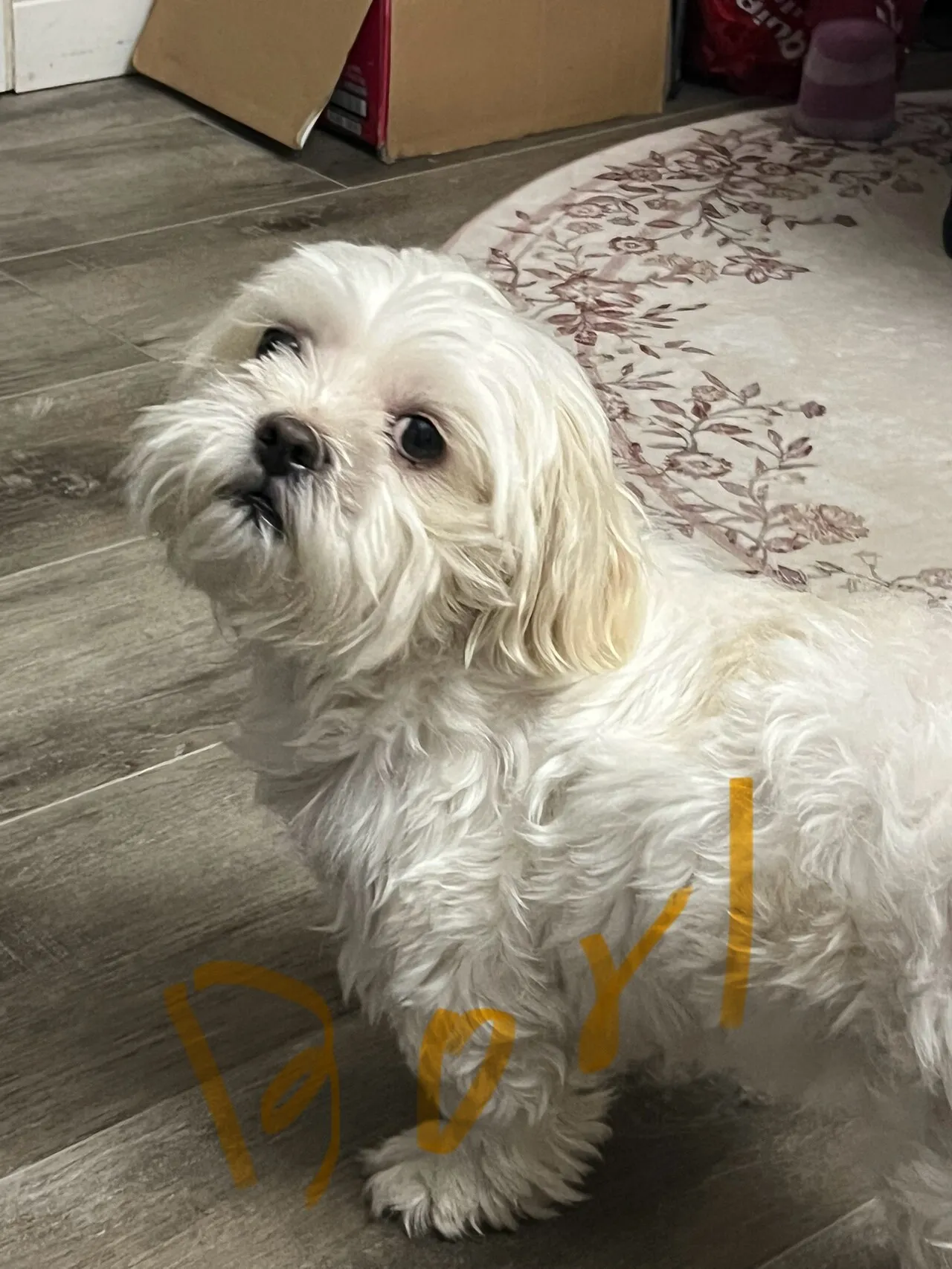 멀티스
					무료나눔
					월넛지역