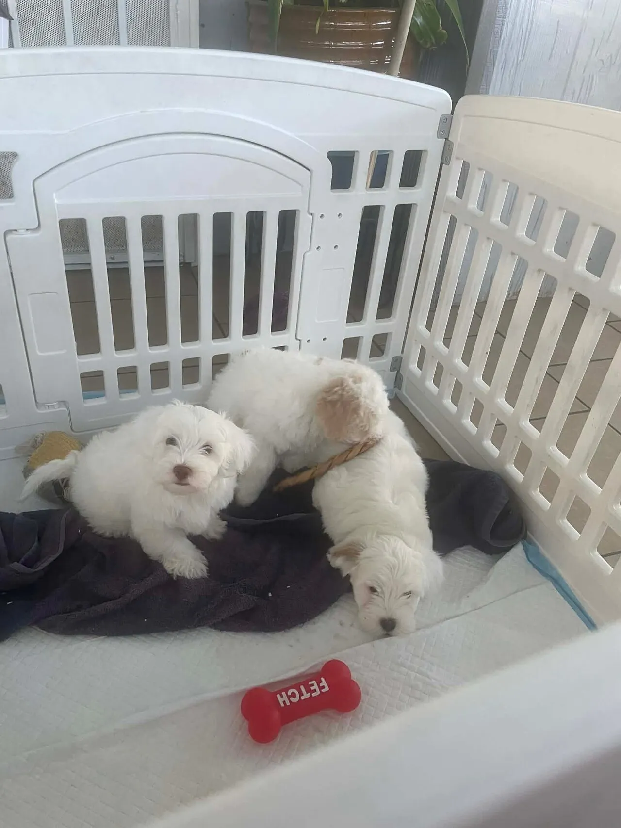 말티푸 분양
					기타
					OC