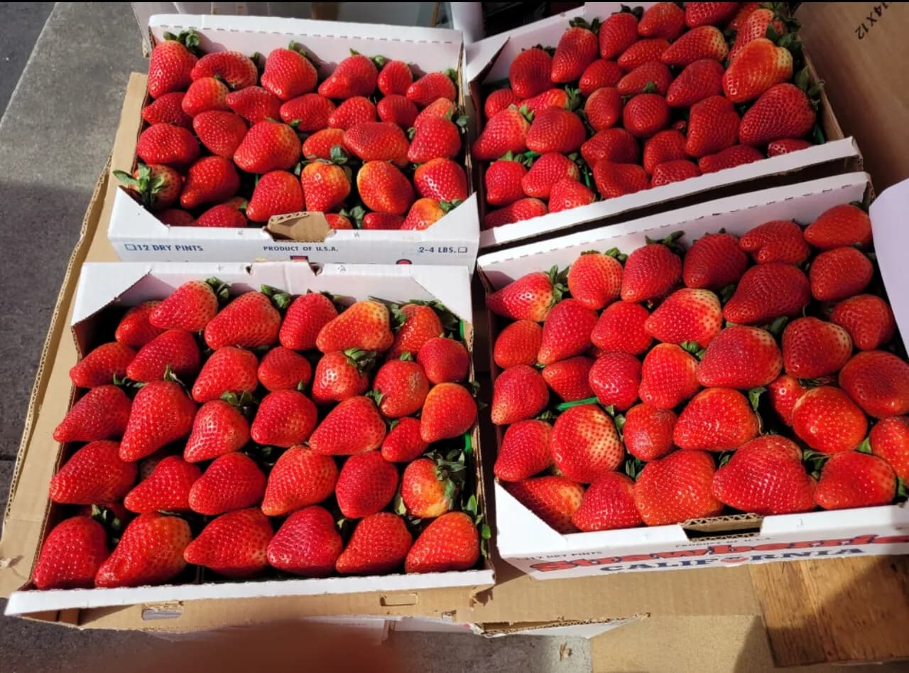 미국에서 맛보기 힘든 한국 보교조생 딸기. 입에서 살살 녹아요. ( 큰 박스 )
					무빙세일
					Los Angeles