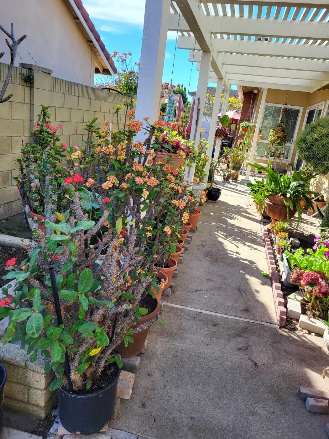 유포비아 가시꽃
					기타
					세리토스