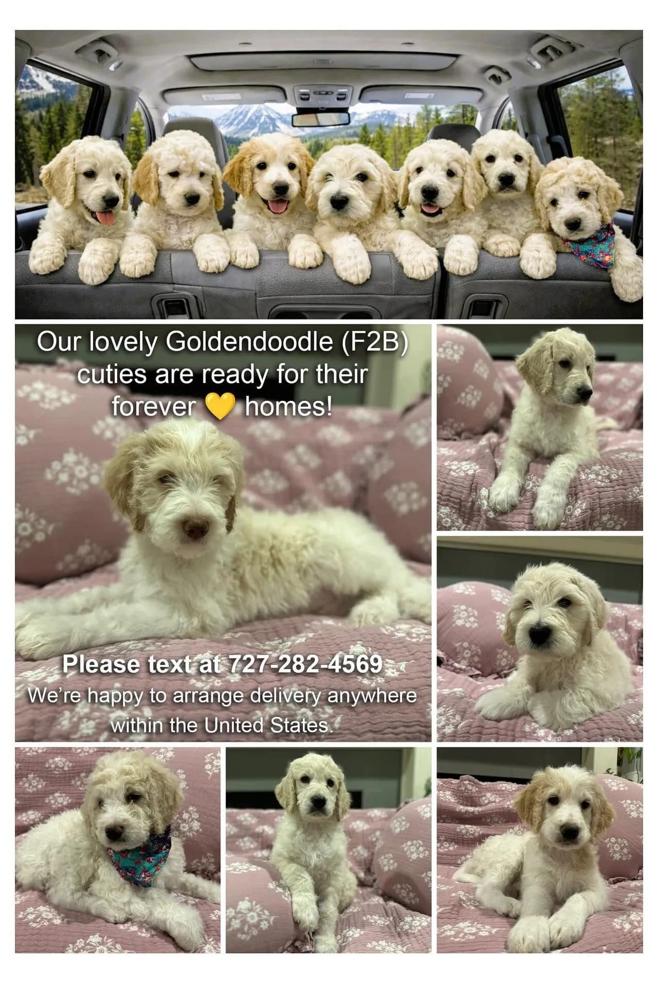 귀여운 골든두들 GoldenDoodle puppies들이 새로운 가족을 찾습니다!
					기타
					Kc