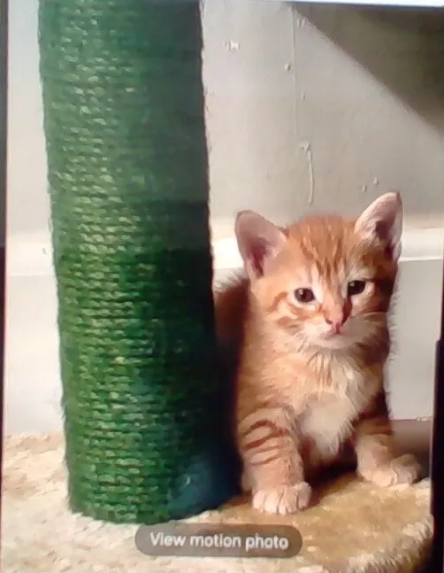 1월26일생 고양이 분양
					무료나눔
					Gardena