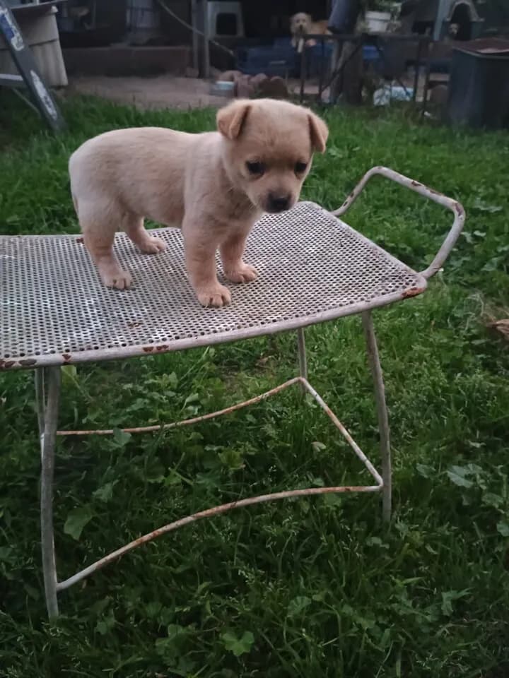 댕댕이 귀엽고 작은 강아지 입양 드립니다 여자 아이 1달 됬습니다.
					기타
					Orange County