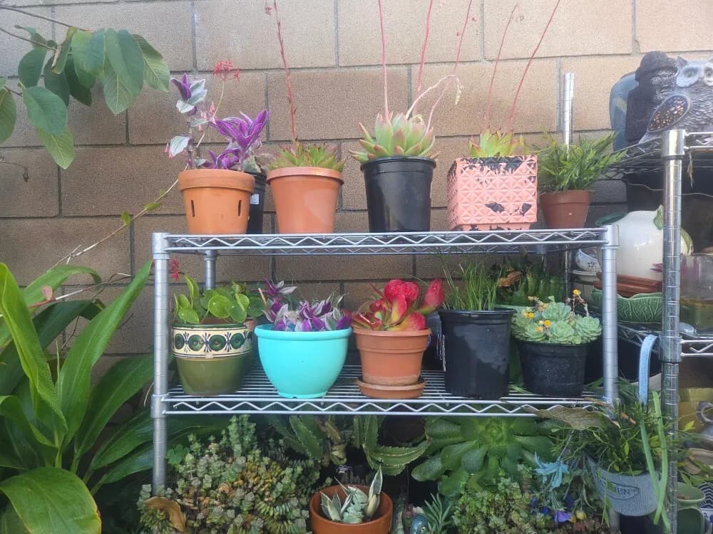 아름다운 꽃나무
					기타
					La Mirada