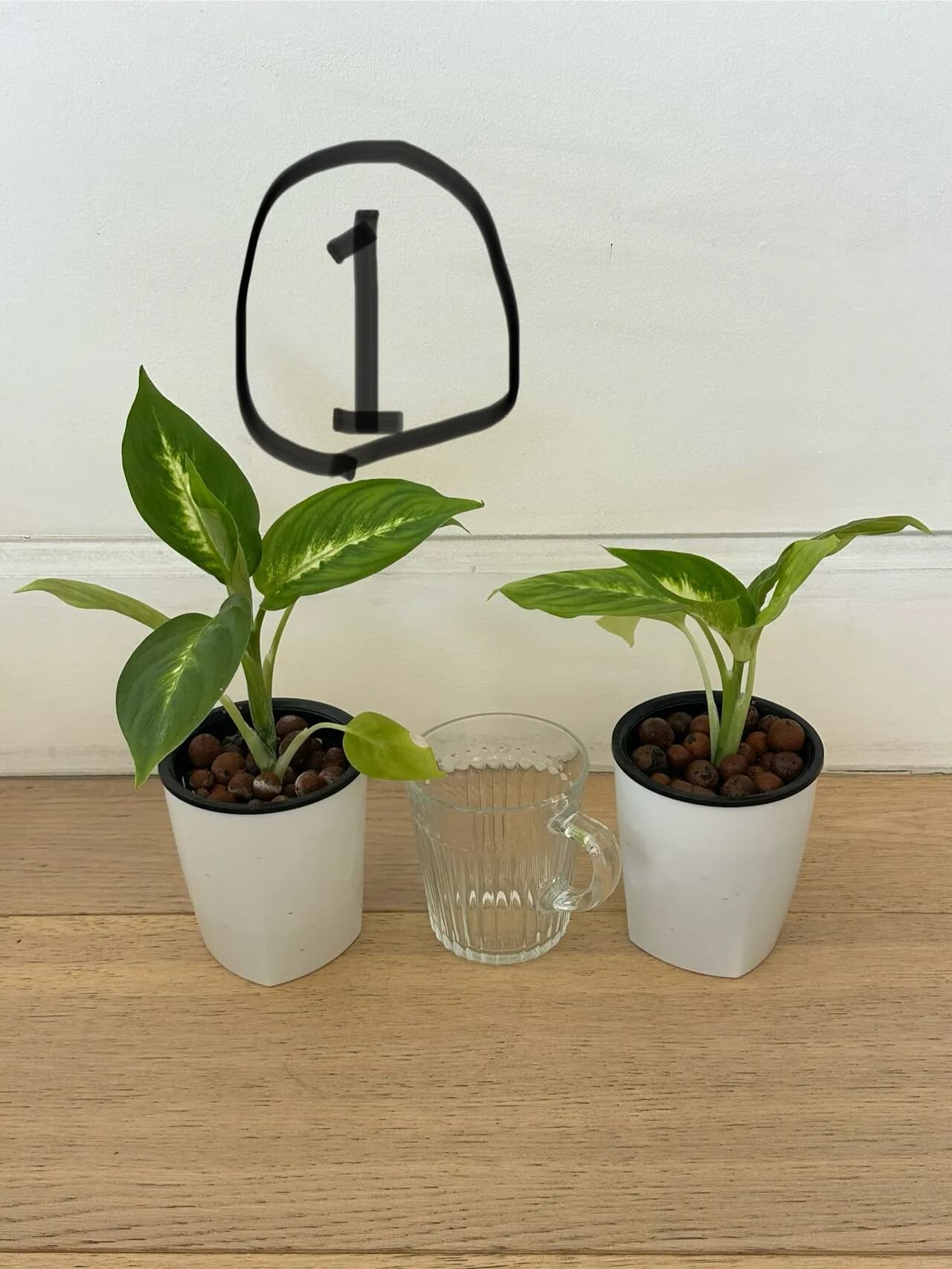 공기정화화초 마라안느 금전수 드라세나 마지나타
					기타
					Los Angeles