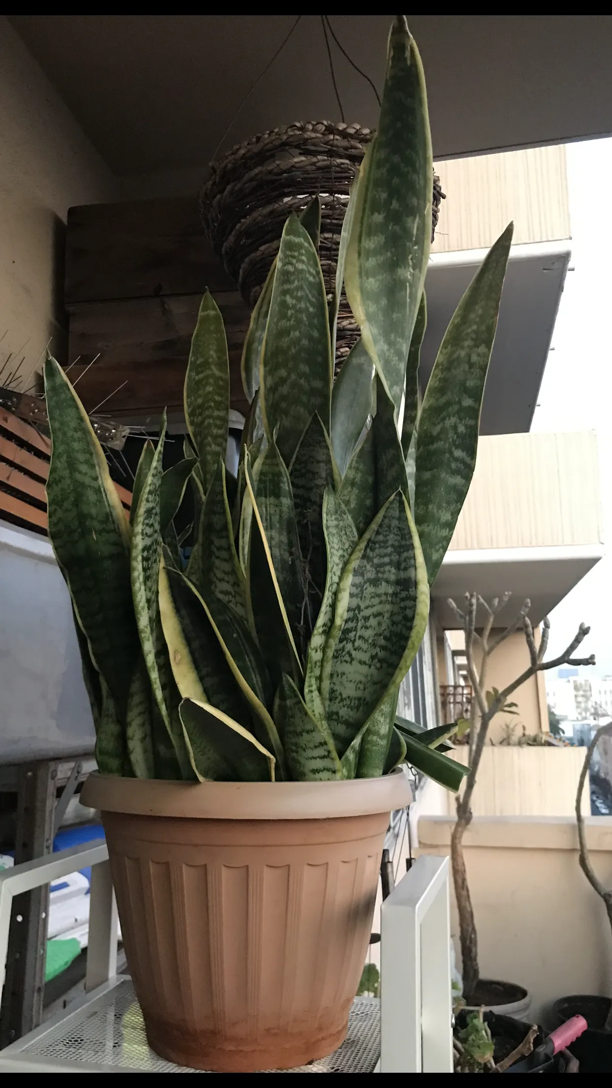 잘 키운 산세베리아 화분과 4단 철재 선반과 여러 소품들
					무빙세일
					Los Angeles