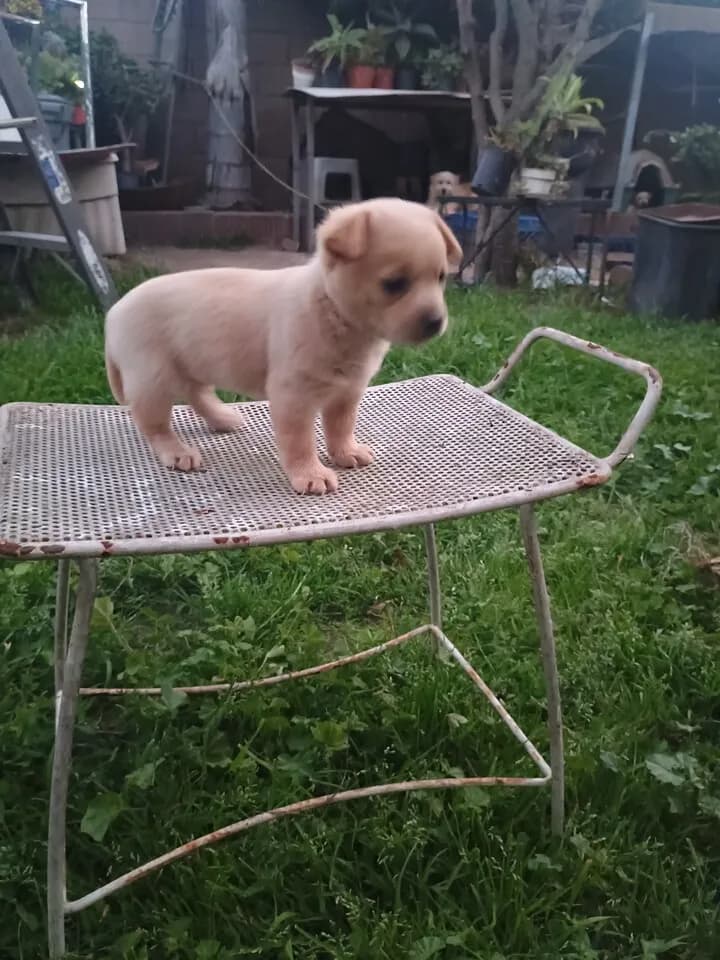 작고 귀여운 4주된 댕댕이 강아지 입양 원하시는 분이요 입양 관심 있으신분
					기타
					Orange County