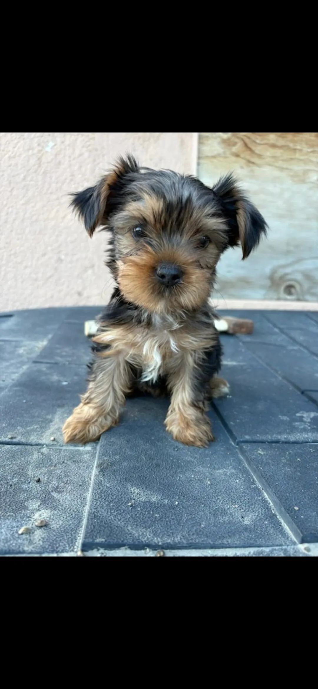 3개월된 요크셔테리어
					기타
					Buena Park