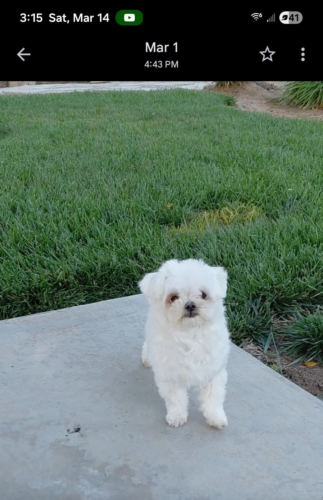 말티즈
					무빙세일
					치노힐