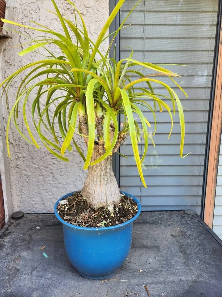 식물
					기타
					세리토스 엘에이