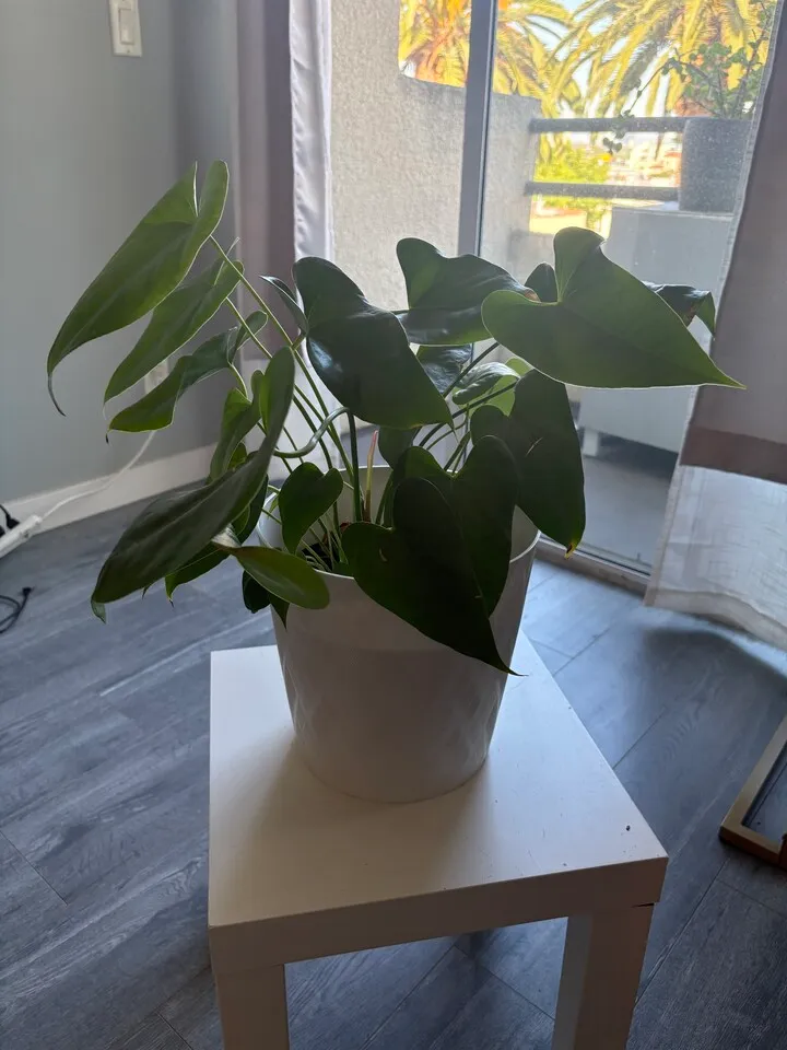 식물 화분
					기타
					LA