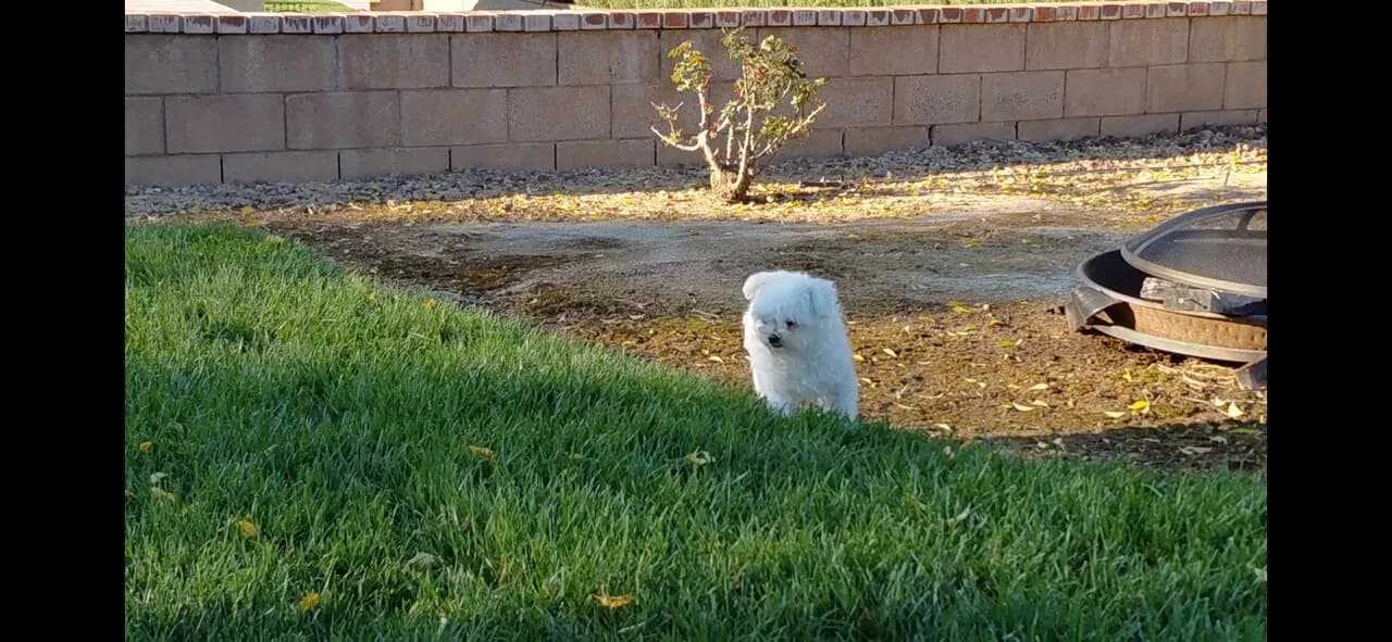 티컵 말티즈 강아지
					무빙세일
					부에나팍